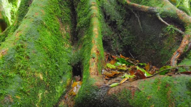 tronc d'arbre mousseux et grand .