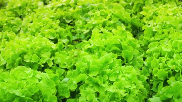 Zelený hlávkový salát — Stock video