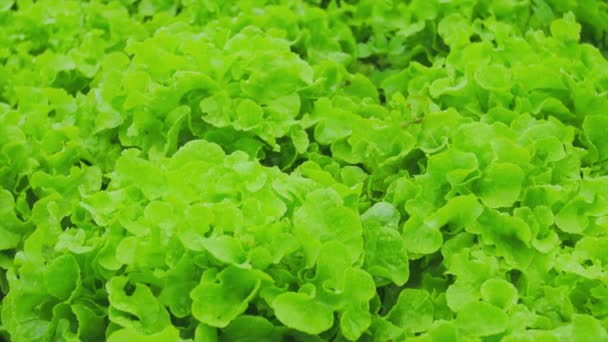 Groene sla salade — Stockvideo