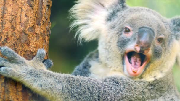 Ours Koala animal sauvage australien 