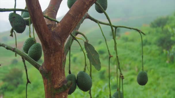 Árvore de abacate no pomar da fazenda — Vídeo de Stock
