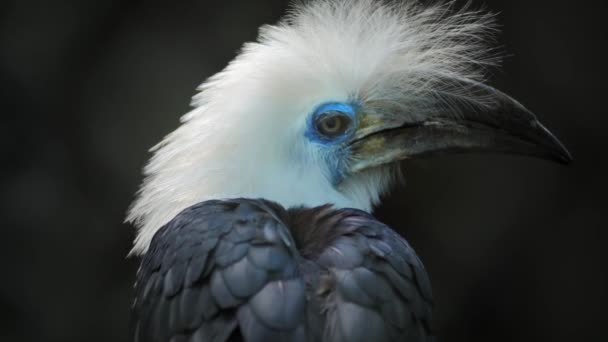 Zeldzame vogel formulier tropisch woud — Stockvideo