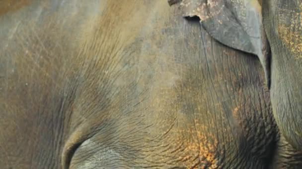 Gros plan portrait de tête d'éléphant 