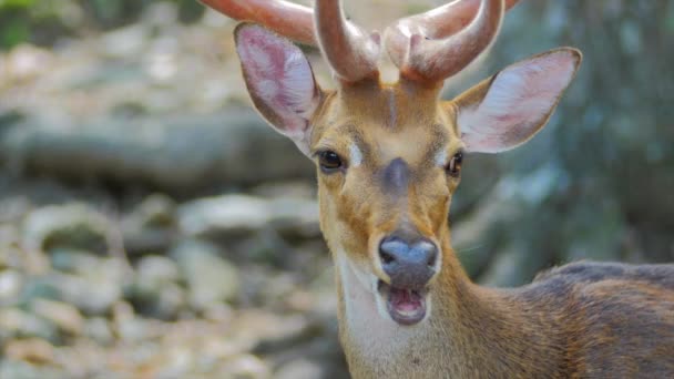 Cerfs mâchant et regardant dans la forêt — Video