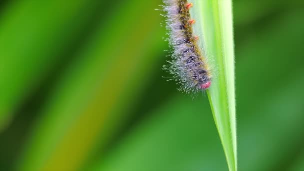 Papillon chenille manger feuille — Video