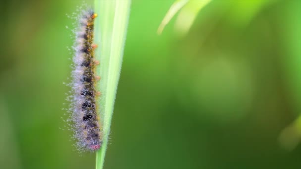 蝴蝶的毛毛虫吃树叶 — 图库视频影像