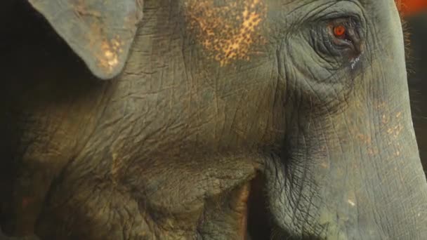 L'éléphant mange de l'herbe 