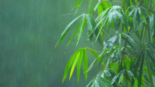 Bambusowe drzewa pod tropikalny deszcz — Wideo stockowe