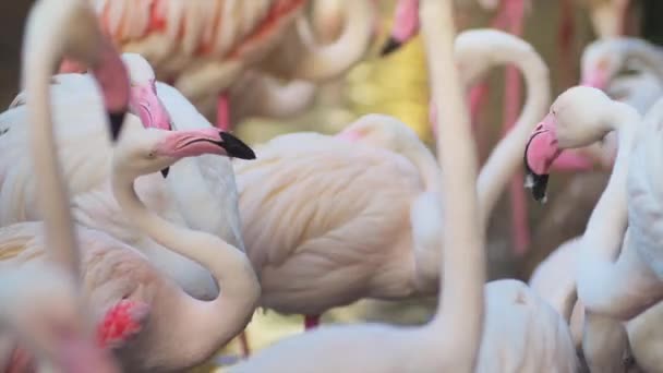 Flamingi rytuał taniec — Wideo stockowe