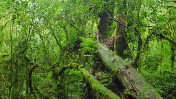 Forêt mousseuse vert profond 