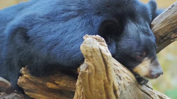 Гималайский медведь отдыхает — стоковое видео