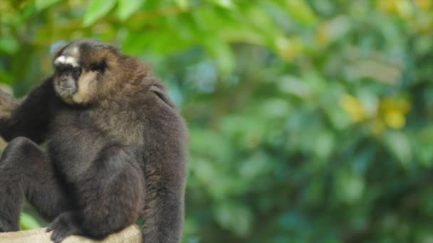 Speels zwart wit Cheeked Gibbon — Stockvideo