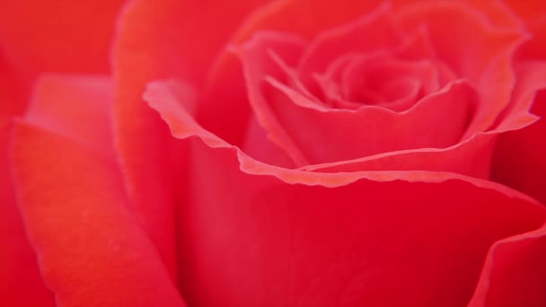 Цветок красной розы . — стоковое видео