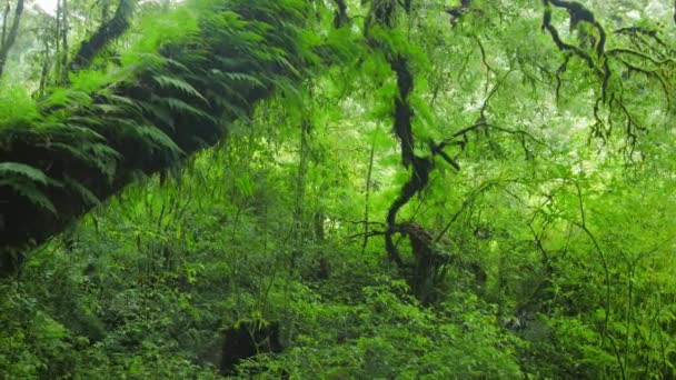 Djupa gröna mossiga skog — Stockvideo