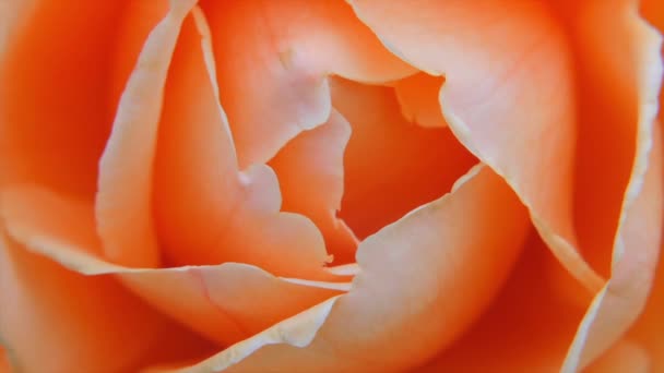 Romantik Hintergrund der Rose Blume — Stockvideo