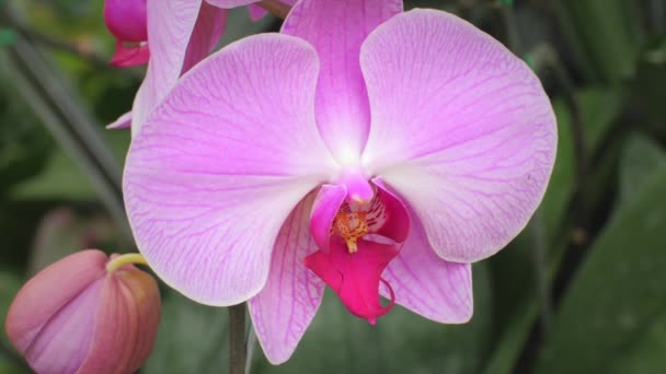 trópusi orchidea virág
