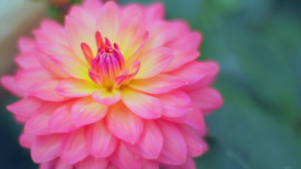 Krásná růžová květinka dahlia — Stock video