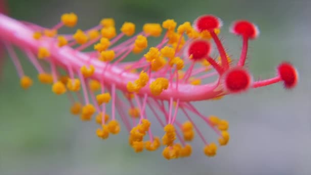 ハイビスカス熱帯の花 — ストック動画