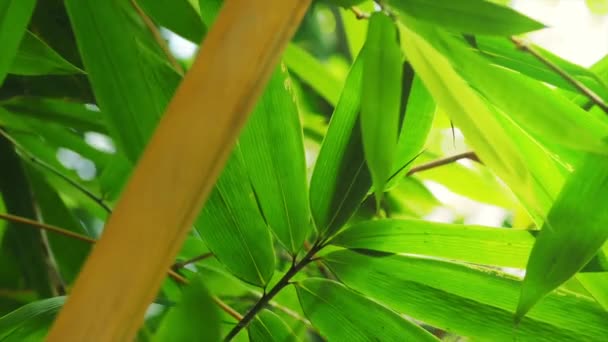 Green bamboo leaves — Stock Video