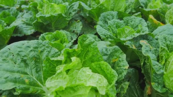 Виробництво зеленого салату — стокове відео