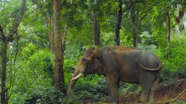 Éléphant dans la jungle forêt tropicale — Video