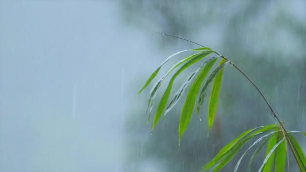 Бамбук уходит во время дождя — стоковое видео