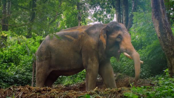 Éléphant dans la jungle forêt tropicale — Video