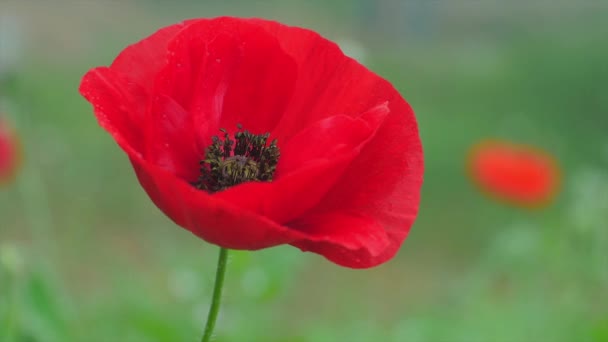 Germoglio di cucciolo rosso — Video Stock