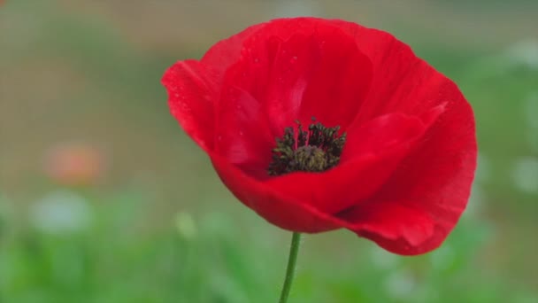 Germoglio di cucciolo rosso — Video Stock