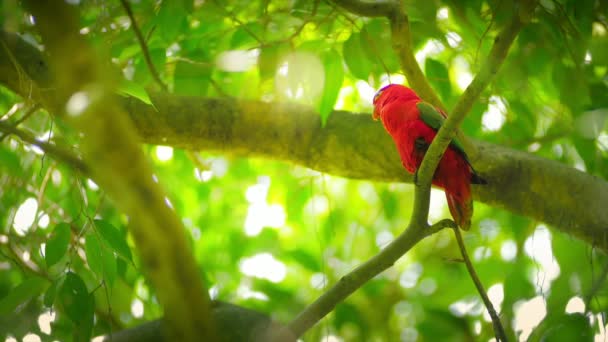 Red parrot bird on tree branches — Stock Video