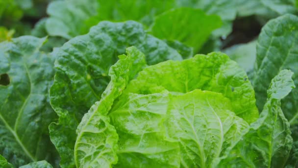 Green lettuce salad crop produce — Stock Video