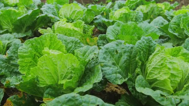 Ensalada de lechuga verde — Vídeo de stock