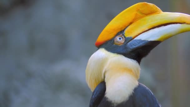 Pájaro tropical Hornbill — Vídeo de stock