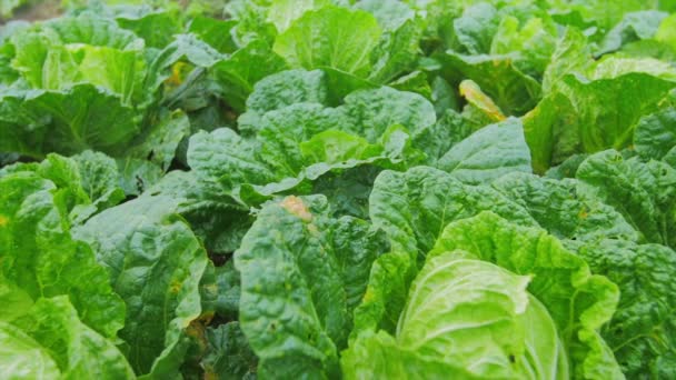 Green lettuce salad crop produce — Stock Video