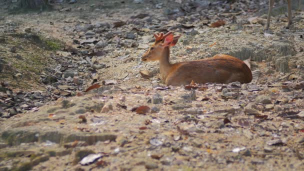 Young male deers resting — Stock Video