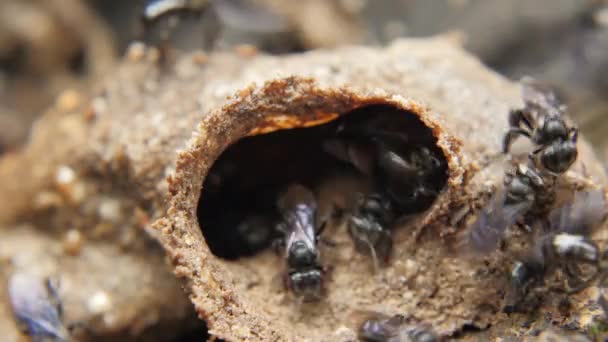 Tetragonula kleine zwarte bijen — Stockvideo