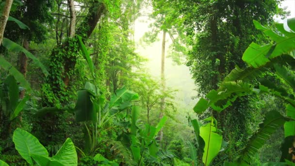 Bosque verde profundo — Vídeo de stock