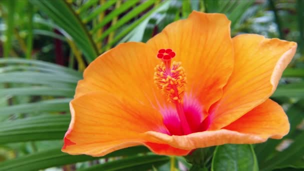 Tropical hibiscus flower — Stock Video