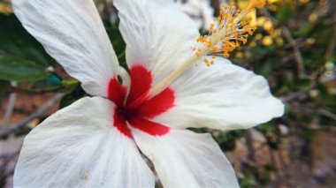 Beyaz hibiscus çiçek aloha