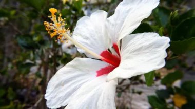 Beyaz hibiscus çiçek aloha