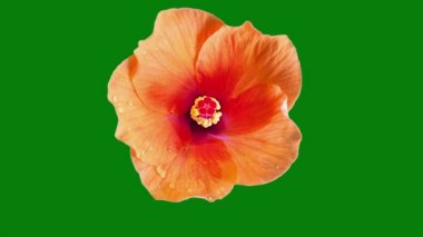 hibiscus tropikal çiçeği