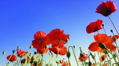 Bahar alan üzerinde haşhaş çiçekleri