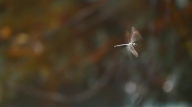 Yusufçuk böcek görünümünü kapat