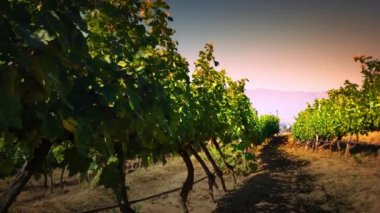 Şarap üzüm şarapları bağ Vadisi