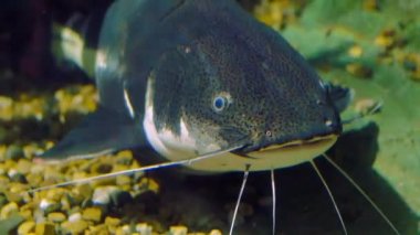 Yayın balığı balık suyun altında