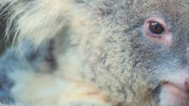 Avustralya koala ayısı