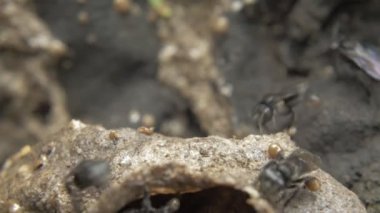 Makro çekim küçük siyah arı