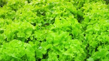 Taze yaprakları yeşil marul salatası