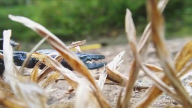 Ölümcül zehirli ve zehirli Akrep