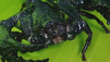 Akrep yeşil yaprak üzerinde